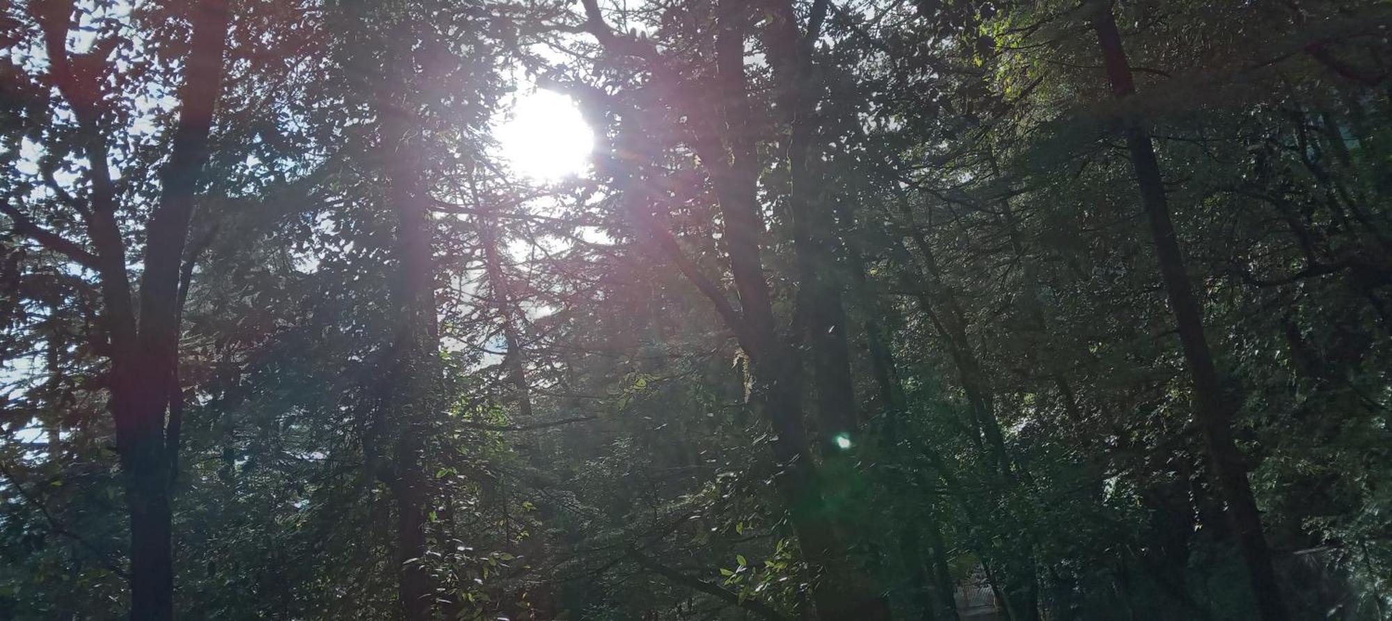 Appartamento Moonlight Ridge McLeod Ganj Esterno foto